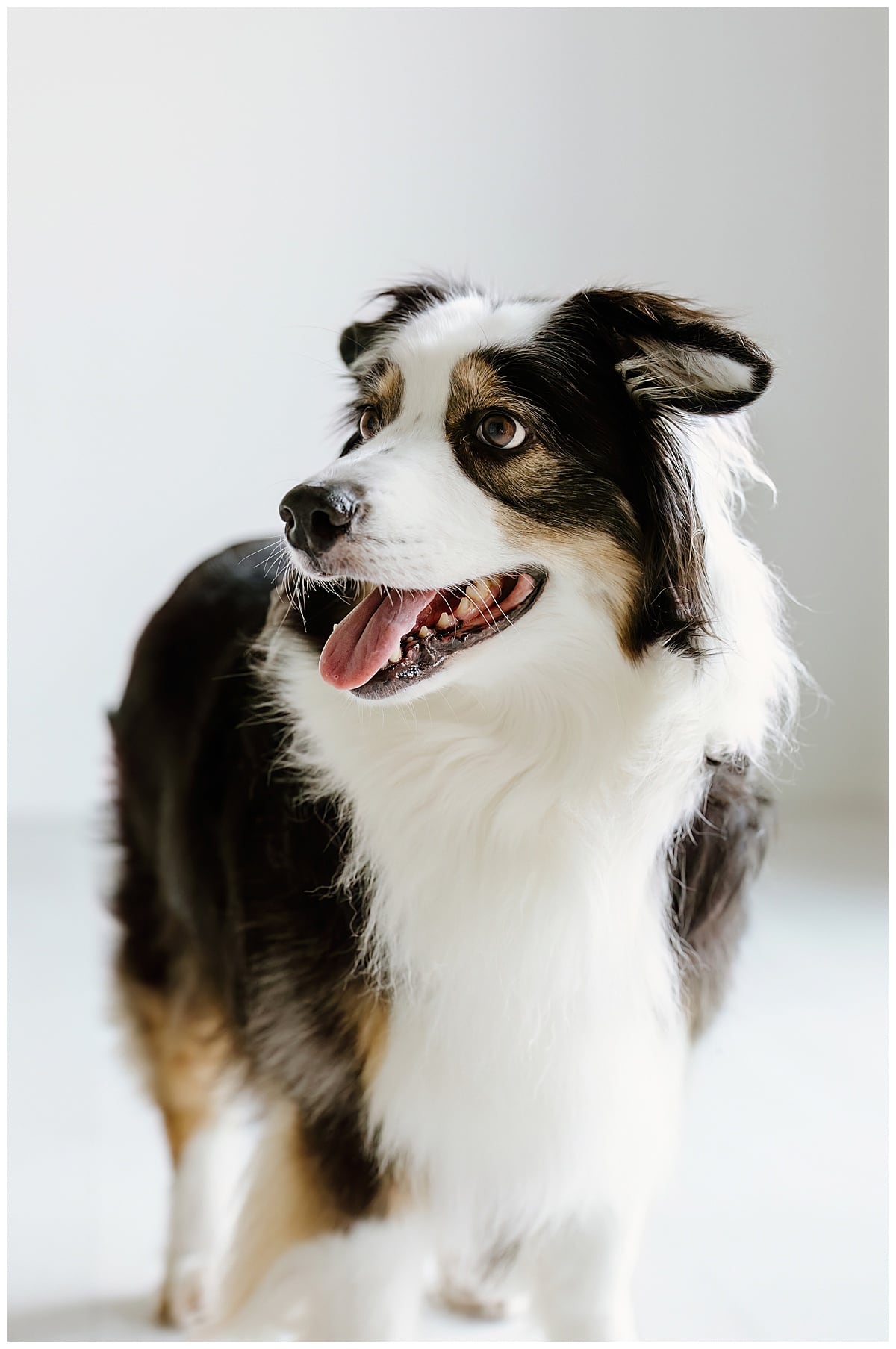 Family dog stands near parents for Austin Motherhood Photographer