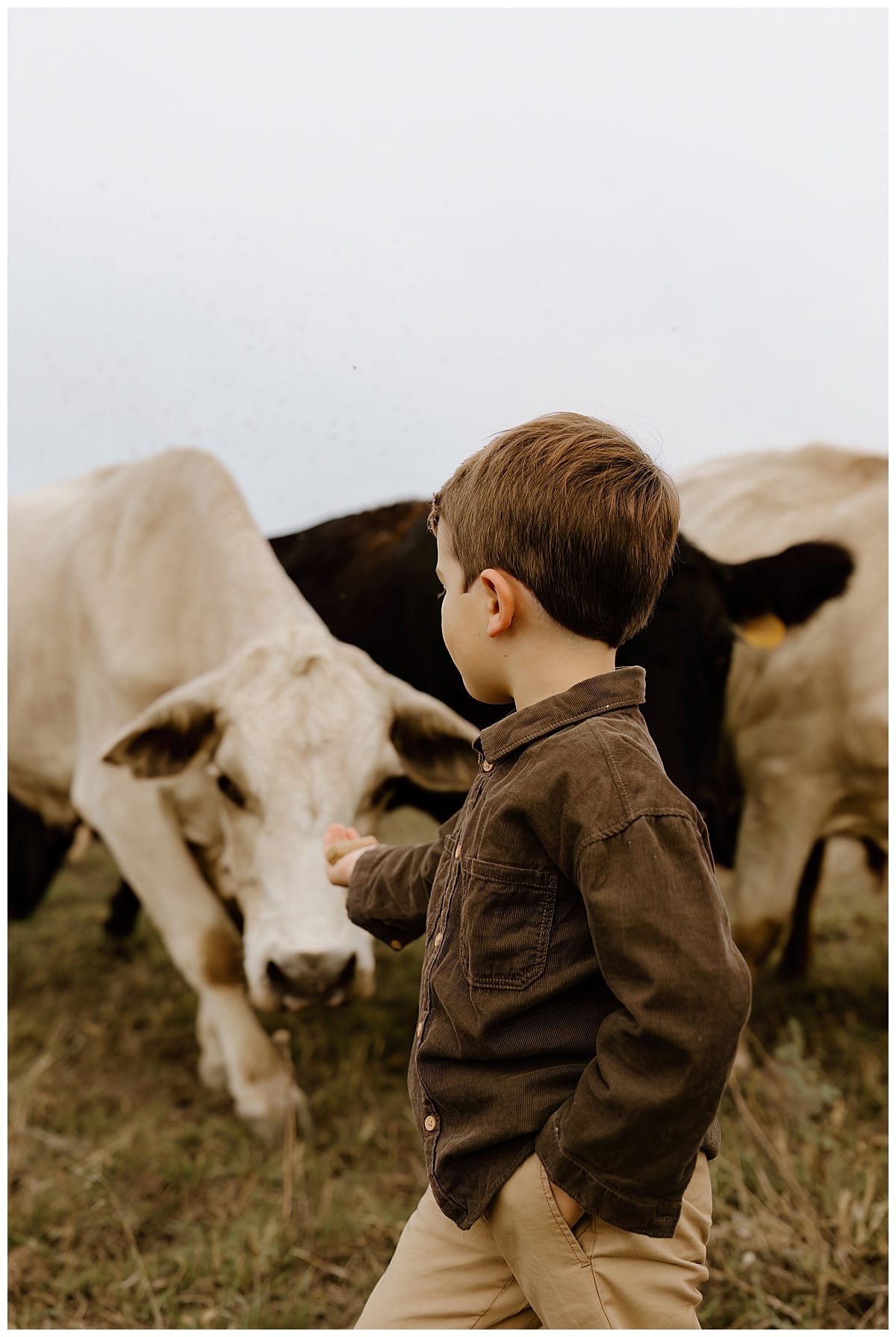 Young boy touches the cows for Family Adventure Session