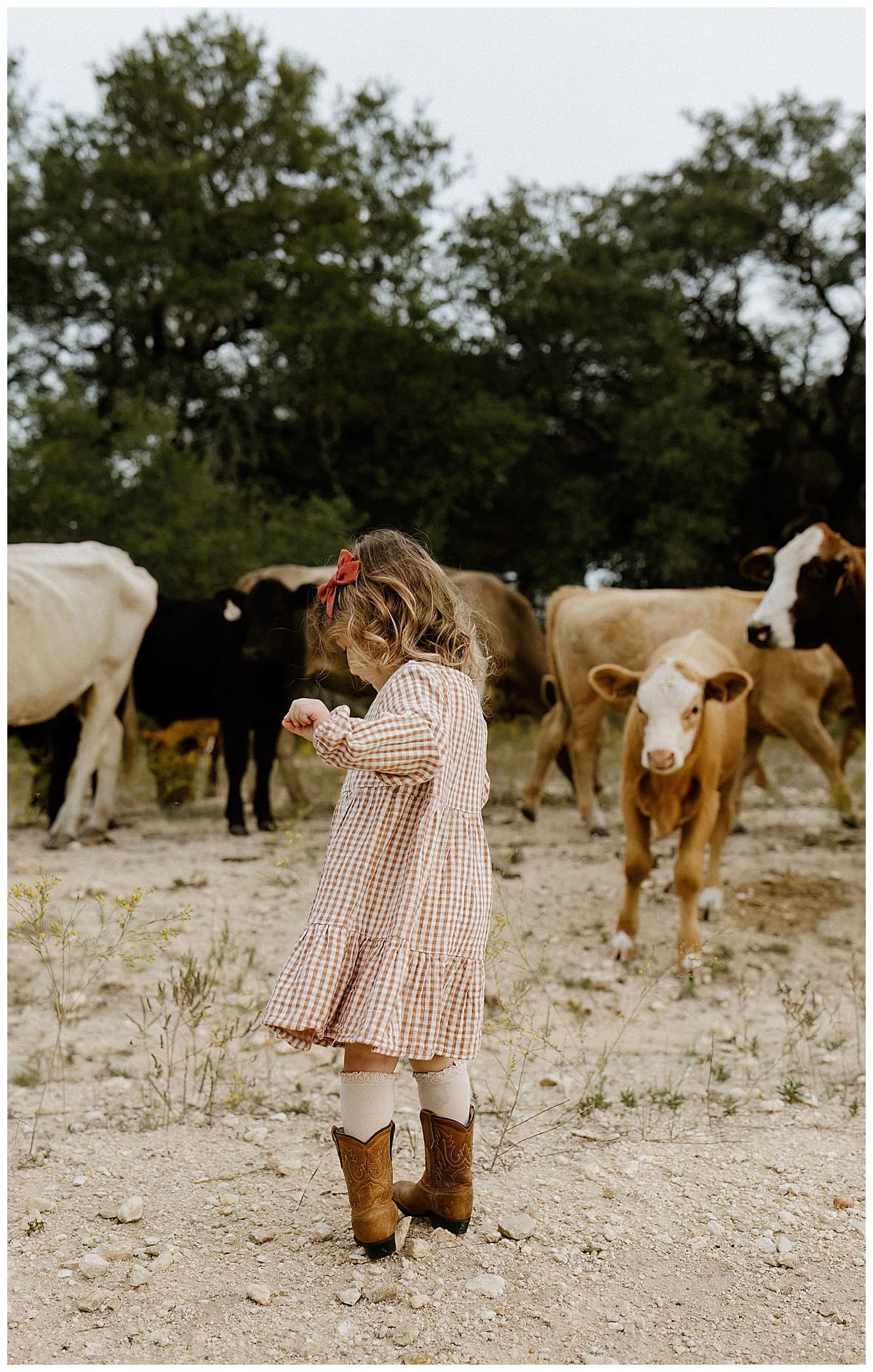 Young girl stand by cows during their Family Adventure Session